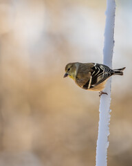 Goldfinch on a branch