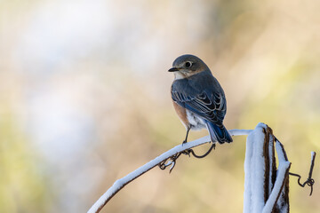 Bluebird