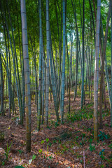 Lush bamboo forest in Hakone Japan