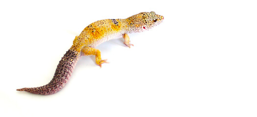 Photograph of Leopard Gecko with white background