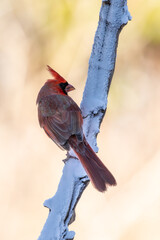 Cardinal