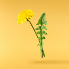 Yellow flowers of the dandelion
