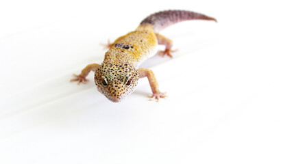 Close-up of Leopard Gecko 