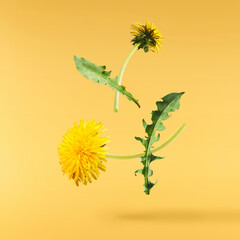 Yellow flowers of the dandelion