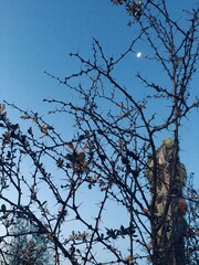 tree branches against blue sky