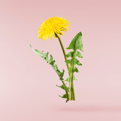 Fototapeta premium Yellow flowers of the dandelion