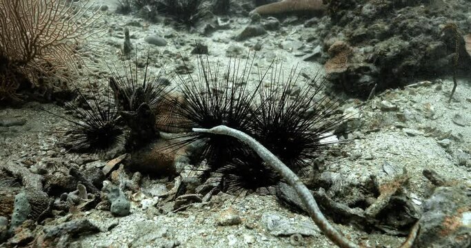 Shot of bent stick pipefish on seabed in the depths of the sea.
