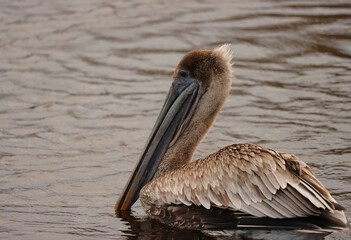 Juvenile Brown Pelican Paynes Prairie Preserve State Park Gainesville Micanopy Florida FL