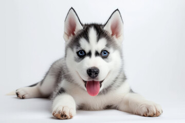 Closeup Full Body Photograph of a Happy Siberian Huskey Puppy Lying Down with a Playful Smile, Isolated on a Solid White Background