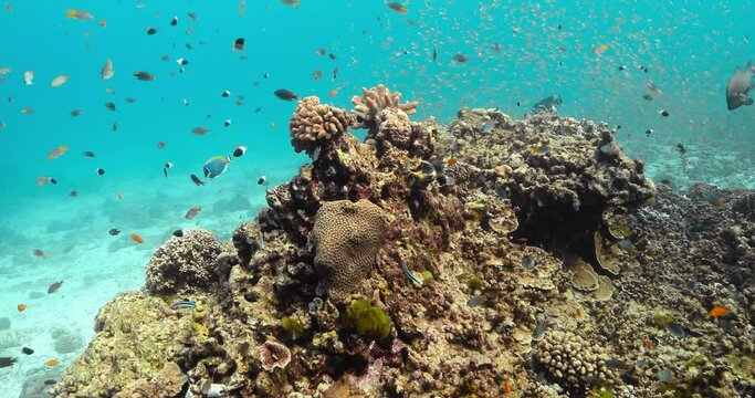 Fishes swimming near colorful healthy coral reef.