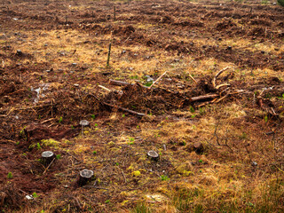 Scene with area of cut down forest with tree stumps. Ecology and care of mother Earth concept. Sourcing products for timber production and fire wood.