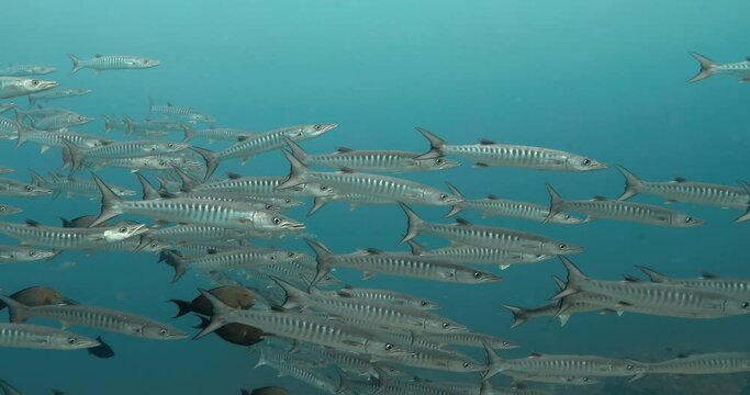 Group of great barracuda fish schooling in the Andaman sea.