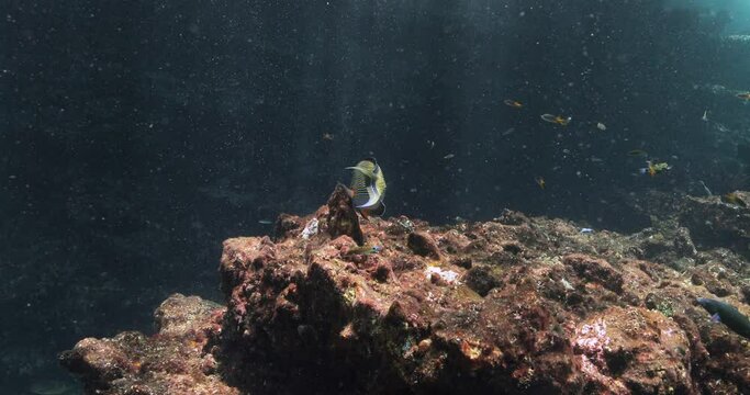 Lined surgeonfish eating marine algae between corals.