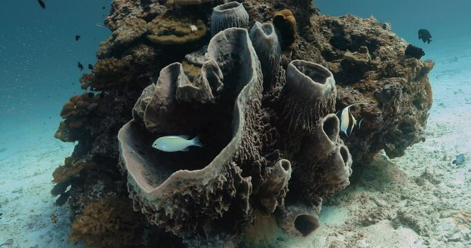 Fishes around a giant barrel sponge set over the sandy seabed.
