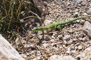 lizard on the rock