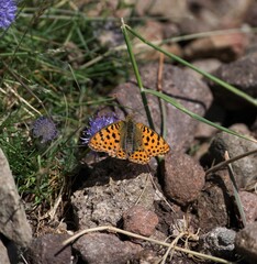 butterfly on a leaf