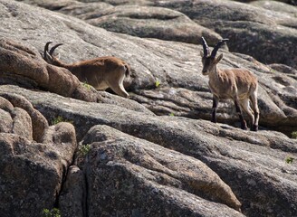 mountain goat on the rocks