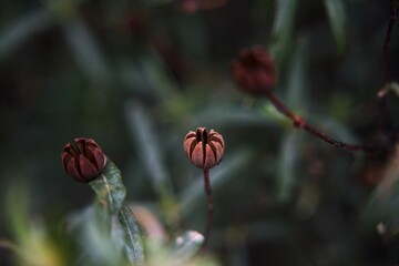 red poppy flower