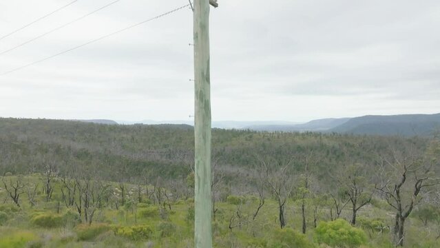 Drone aerial footage bottom to top of a wooden telephone pole in a forest affected by bushfire in the Blue Mountains in New South Wales in Australia