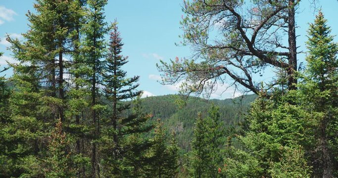 View ont the trees and the pine forest during bright sunny day