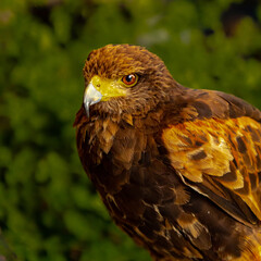 red-tailed hawk-eagle
