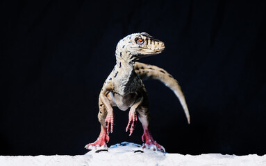 Velociraptor dinosaur  in the dark