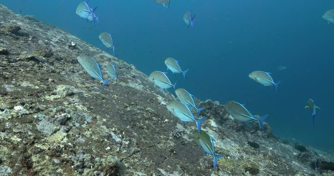 Group of bluefin trevally floating by reefs deep in the Andaman sea.