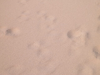 Shoe print on the sand