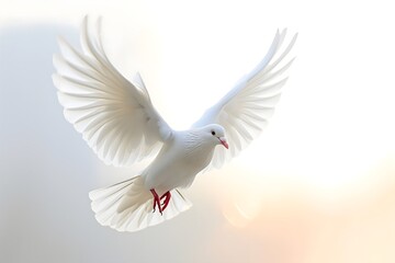 Obraz premium White Dove in Flight