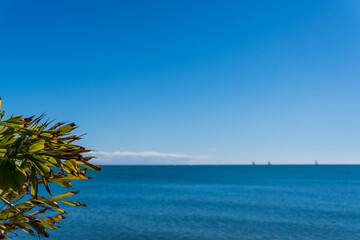 palm trees on the beach