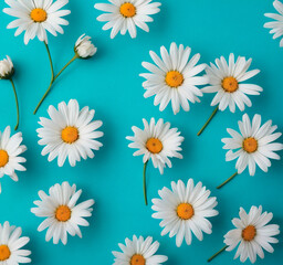 White daisies on blue background. Flat lay, top view