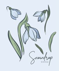 Line art set of snowdrop botanical illustration. Flower floral group or wedding invitation and cards, logo design, web, social media and poster, template, advertisement, beauty and cosmetic industry.