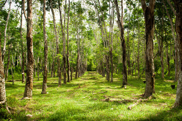 Rows of rubber trees being tapped in a plantation