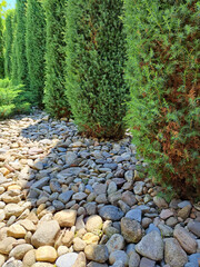 Vertical photo detail from a garden, Coniferous trees and lot of small pebbles on a ground