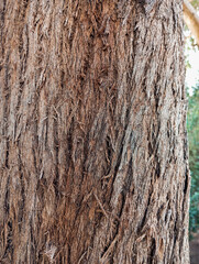 Obraz premium Natural brown dry tree barks. Abstract tree surface textured background.