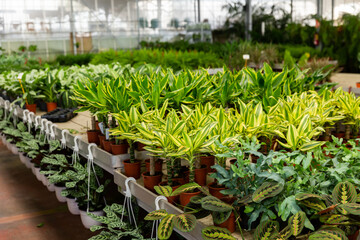 Potted variegated cultivars of dracaena with striped leaves offered for sale in greenhouse..