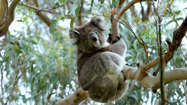 A cute wild young koala hanging on an eucaliptus branch, looking at the camera, Cape Otway, Victoria, Australia