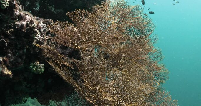 Large fan coral on an underwater cliff surrounded by small fish.