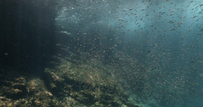 Big amount of tiny fish swim in shallow waters with some rabbitfish.