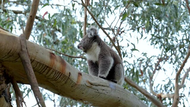 A cute wild young koala standing on an eucaliptus branch, Cape Otway, Victoria, Australia