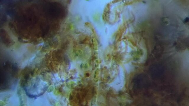 Fungal hyphae, Chlamydomonas green algae, Nostoc cyanobacteria in creek water