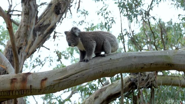 A cute wild young koala peeing on an eucaliptus branch, Cape Otway, Victoria, Australia