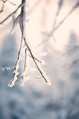 Frost