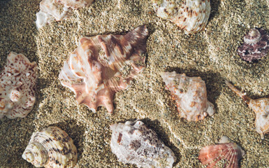 Creative pattern made with various sea shells in water on sandy background. Minimal summer concept. Trendy sumertime vacation composition. Nature summer flat lay pattern background.