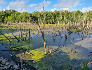 Degraded mangrove near urban area