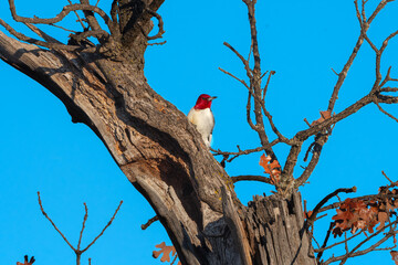 Red-headed Woodpecker 