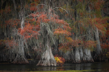 Autumn in the Caddo Lake area of Texas