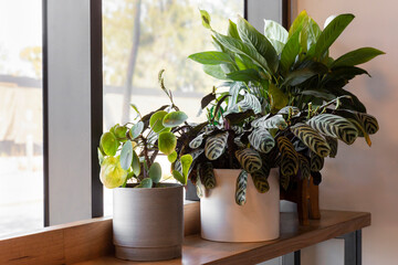 Potted Plants Arranged near the Window