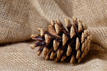 Old brown pinecone, on sackcloth burlap background