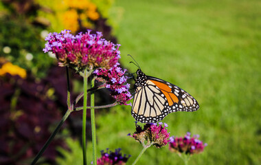 Butterfly Garden